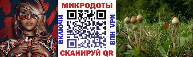 Галлюциногенные грибы Cubensis Кинешма